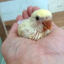 おススメですねぇ～　コザクラインコ（クリーム）！！