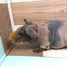 お待たせいたしました！！スキニギニアピッグです！！
