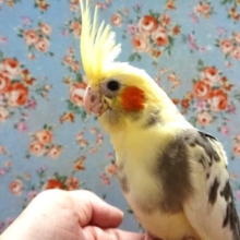 むっちむちの～オカメインコ（パイド）になります！！