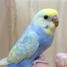 ｷﾚｲに～あんど！めちゃくちゃ良く馴れてきましたっ！セキセイインコ（レインボースパングル）