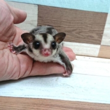 馴れてます！！フクロモモンガ（ノーマル）～～～