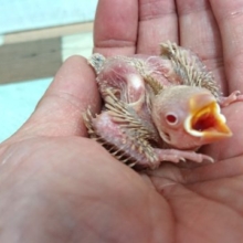 お待ちですよねぇ～シナモン文鳥のヒナでｺﾞｻﾞｲﾏｽ！！