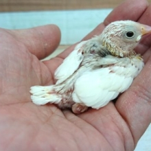 オトナになったら真っ白に～白文鳥のヒナっ