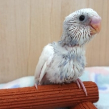 これはちょっと！珍しく☆グレーカラーのセキセイインコですよ～～