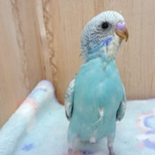 首を長ぁ～～くしてお待ちしております♪　セキセイインコ（スパングル）～～
