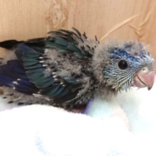 おススメです！！サザナミインコ（コバルトブルー）☆☆