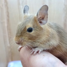 馴れているんですよぉ～♪デグー（サンド）男の子～～