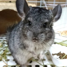 むっちむち！馴れてるチンチラおりますよー（ノーマル）～～
