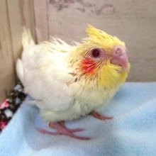手のりオカメインコ　ルチノー　１１月２５日　
