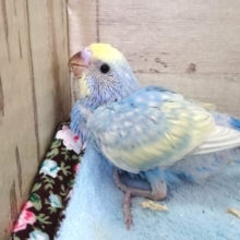 ｷﾚｲ！！ｷﾚｲですよねーー？？セキセイインコ（パステルレインボー）１１月２５日