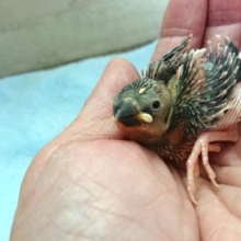 やはり！手乗り桜文鳥手乗りのヒナが良いですねっ　１１月２５日