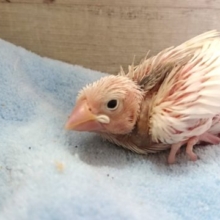 手のり白文鳥ヒナ！来ました♪１１月２５日