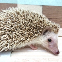 久しぶりの入荷です！ハリネズミでｺﾞｻﾞｲﾏｽ♪