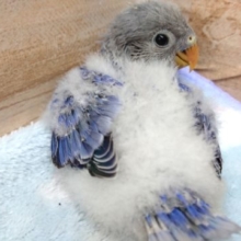 成長が楽しみです♪コザクラインコ(バイオレットオパーリン)～～