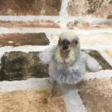 馴らし中～！！綺麗なセキセイインコ〜♥