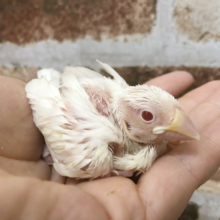文鳥のレアカラーお探し方必見です☆アルビノ文鳥～！