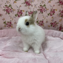 激カワちゃん!! ネザーランドドワーフラビット  2020.11/30