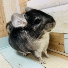 まるまるボディのチンチラ(グレー)ちゃん♪