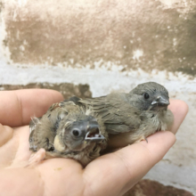 秘かに大人気です♥うぶうぶなキンカ鳥ヒナ〜！