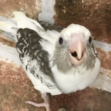 お顔が愛くるしい♥オカメインコヒナ(ホワイトフェイス)☆