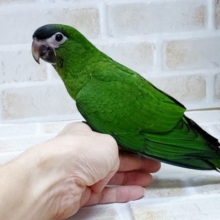 南米の美しさ！ コミドリコンゴウインコ