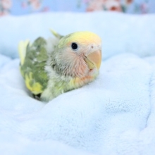 10/28UPのコザクラインコ“タイガーチェリー”最新画像 　2020.11/4撮影