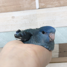 全てが可愛いんじゃ〜！！サザナミインコヒナ(ブルー)