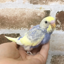 あなたはキレイだ・・・セキセイインコヒナ♪