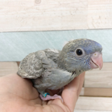 食欲無限★サザナミインコヒナ(スパングル)