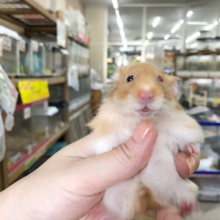 激レアさん連れてきました・・オッドアイサテンハムスター★