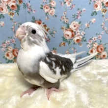 手乗りオカメインコ  ホワイトフェイスパイド  11月17日