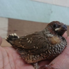 ちょっとマイナーですが良く馴れるフィンチ！オオイッコウチョウ～～