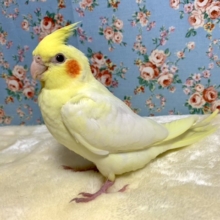 手乗りオカメインコ  ルチノー  11月19日