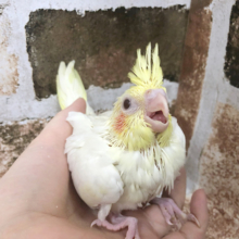 ほっぺが可愛すぎる！オカメインコヒナ(ルチノー)★