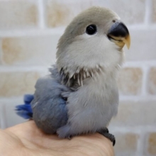 魅力的なカラー　小桜インコ☆バイオレット2020年10月生まれ