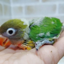 鮮やかな色彩！キエリボタンインコ