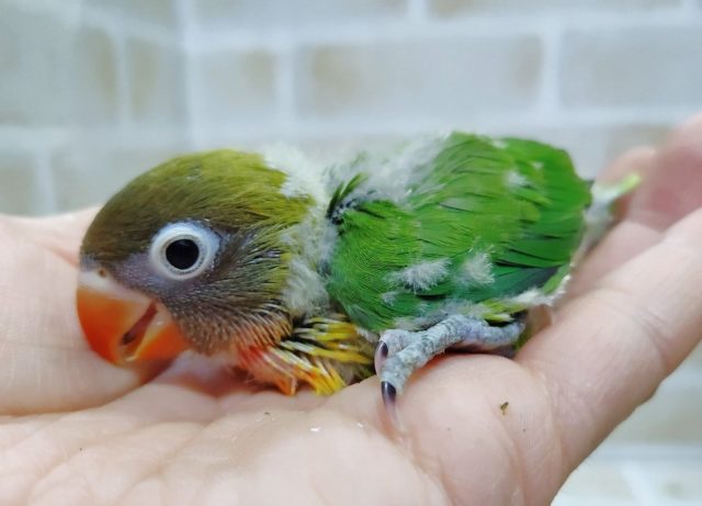 鮮やかな色彩！キエリボタンインコ