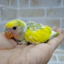 カラフル～　小桜インコ☆タイガーチェリー