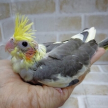 人気のカラー　オカメインコ☆パイド