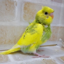 おかっぱ(笑)羽衣セキセイインコ