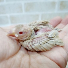 上品なカラー　シナモン文鳥