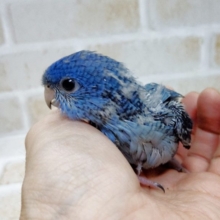 深い青！素晴らしい色彩 サザナミインコ☆コバルト
