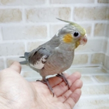 やっぱりこのカラーでしょ！オカメインコ☆ノーマル