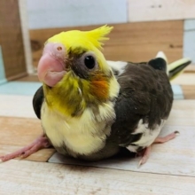 まだ怪獣の鳴き声♪オカメインコ(パイド)さん！