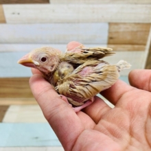 人気のシナモン文鳥きました！！