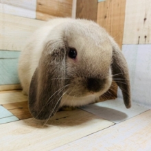 久々！もこもこホーランドロップ入舎です♪