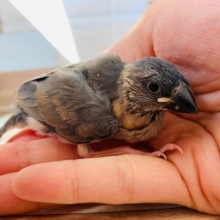 定番人気の桜文鳥さん♪