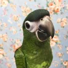 コミドリコンゴウインコ　２０２０年９月生まれ