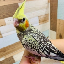 羽根が生えそろいました！オカメインコパール♪