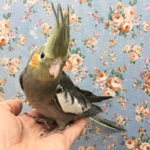 オカメインコ（ノーマル）　２０２０年１０月生まれ